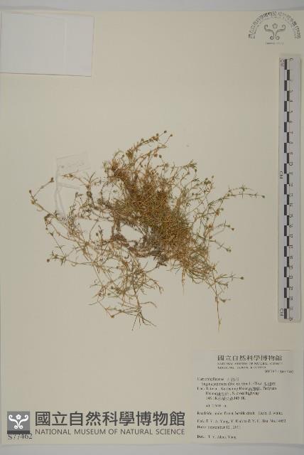 瓜槌草、漆姑草藏品圖，第1張