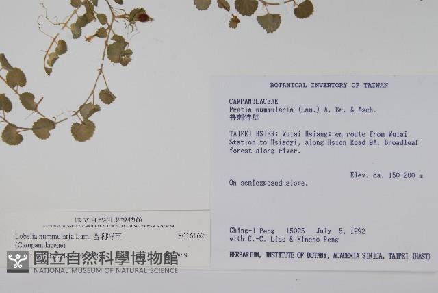 普刺特草藏品圖，第2張