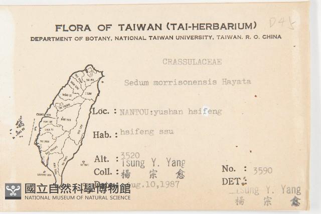 玉山佛甲草藏品圖，第2張