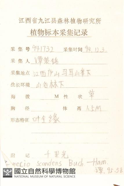 蔓黃菀藏品圖，第2張