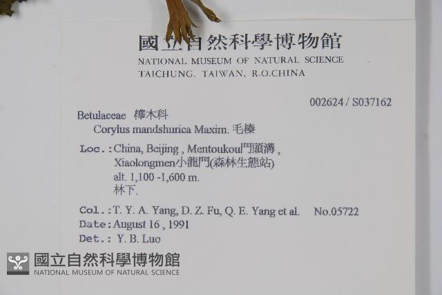 毛榛藏品圖，第2張