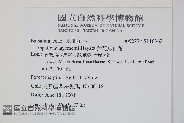 黃花鳳仙花藏品圖，第2張