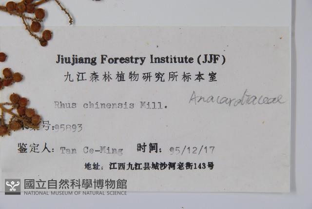 鹽膚木藏品圖，第2張