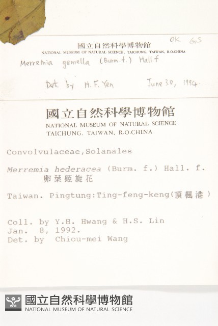 菜欒藤藏品圖，第2張