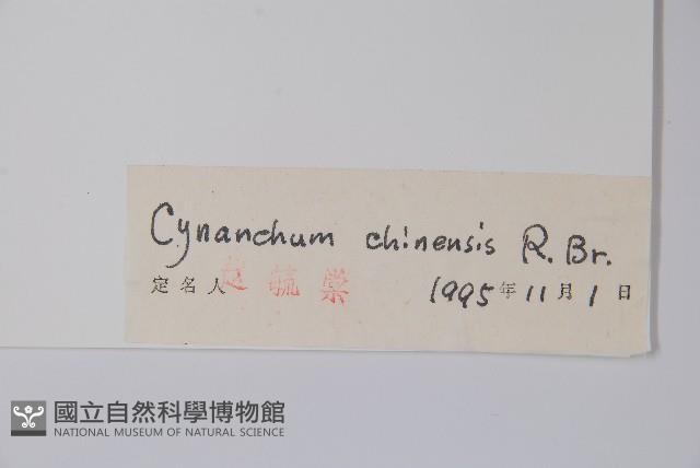 鵝絨藤藏品圖，第2張