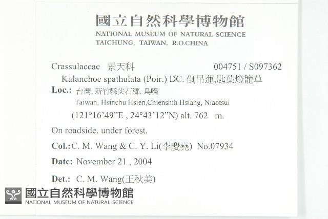 倒吊蓮、匙葉燈籠草藏品圖，第2張