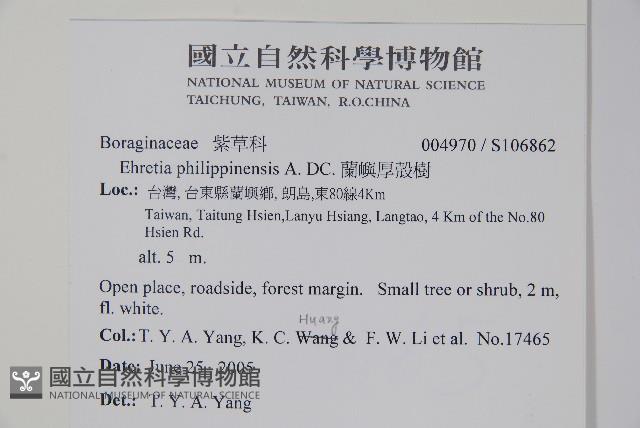 蘭嶼厚殼樹藏品圖，第2張