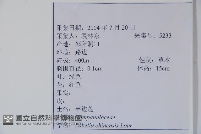 半邊蓮、鐮磨仔草藏品圖，第2張
