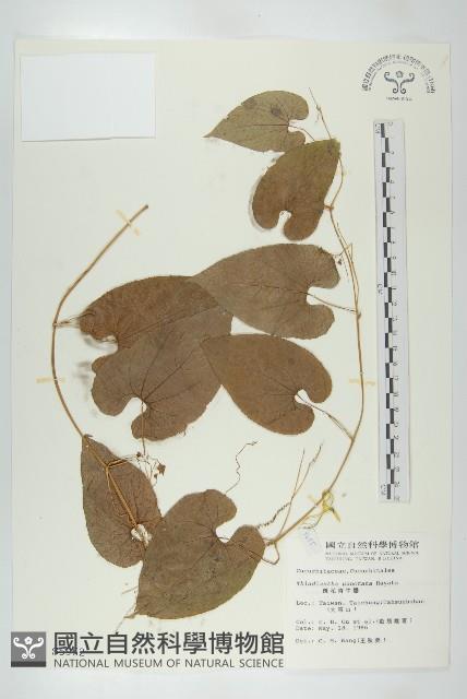 斑花青牛膽藏品圖，第1張