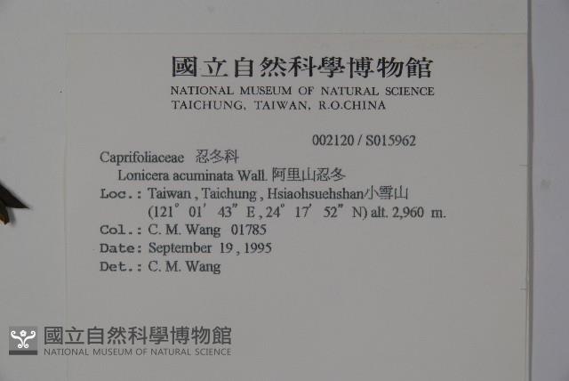 阿里山忍冬、漸尖葉忍冬藏品圖，第2張
