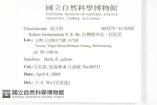 台灣佛甲草、石板菜藏品圖，第2張