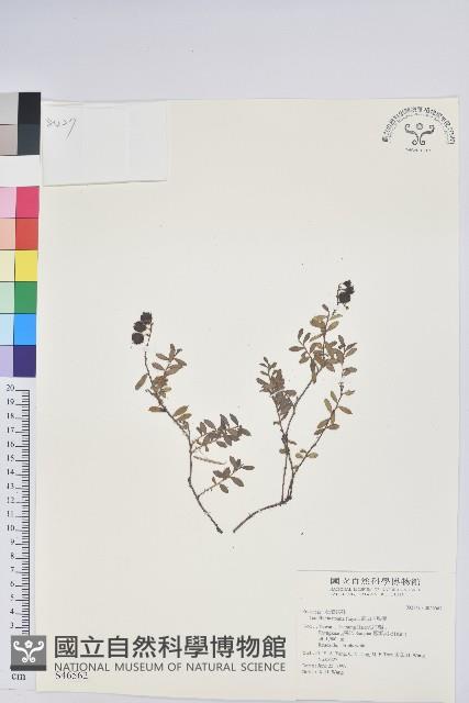 高山白珠樹藏品圖，第1張