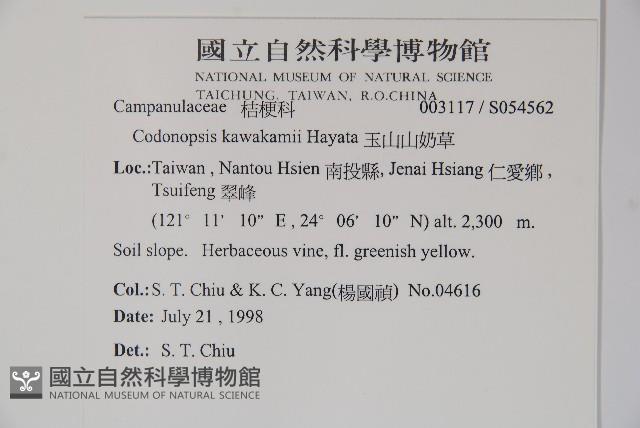 玉山山奶草藏品圖，第2張