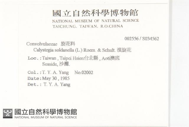 濱旋花藏品圖，第2張