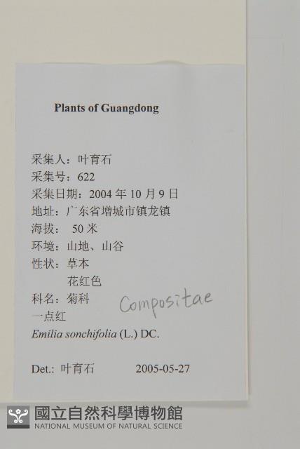 紫背草藏品圖，第2張