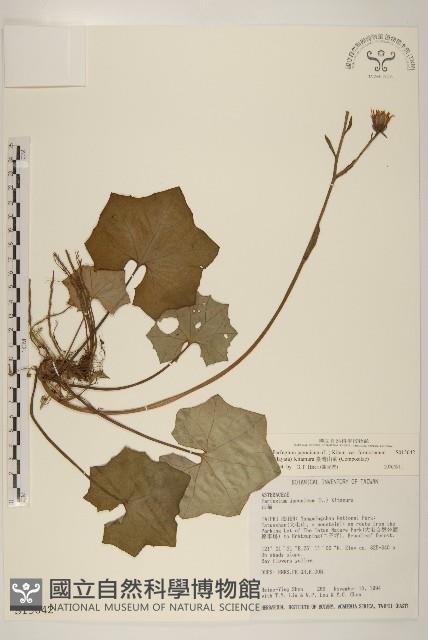 臺灣山菊藏品圖，第1張