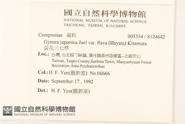 黃花三七草藏品圖，第2張