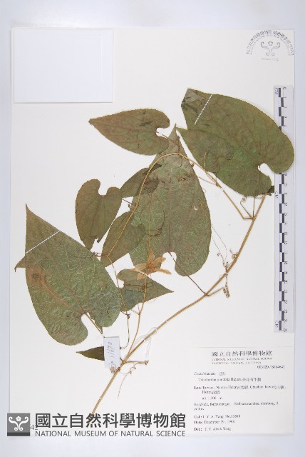 斑花青牛膽藏品圖，第1張