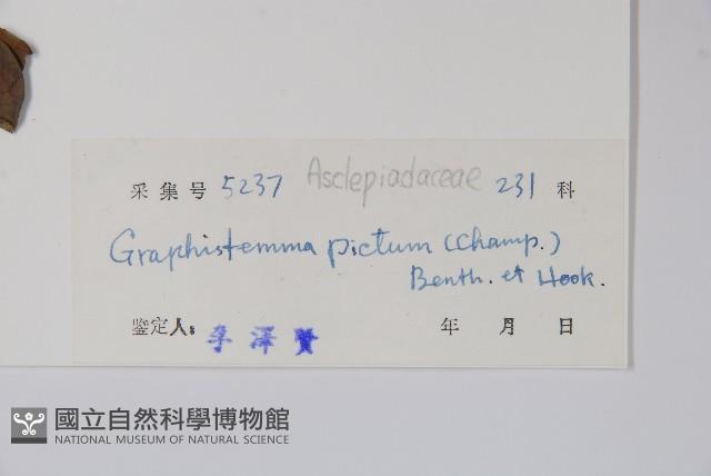 天星藤藏品圖，第2張