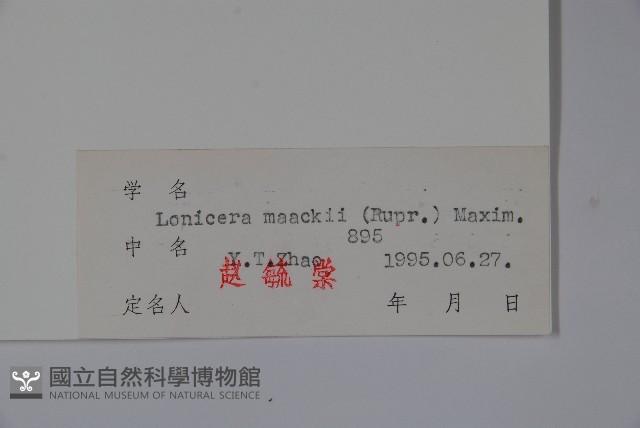 金銀忍冬藏品圖，第2張