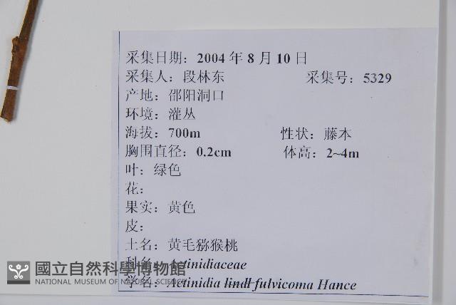 棕毛獼猴桃藏品圖，第2張