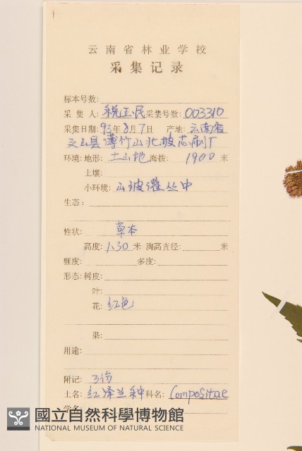 異葉澤蘭藏品圖，第2張