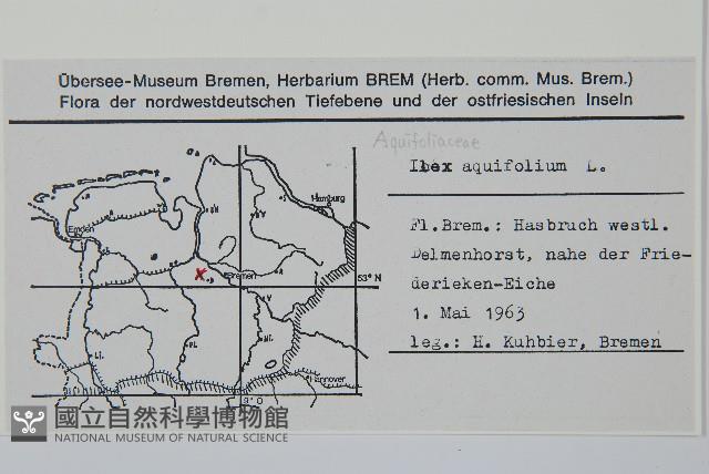 枸骨葉冬青藏品圖，第2張