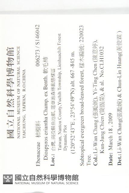 軟毛柿藏品圖，第2張