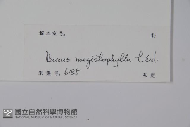 大葉黃楊藏品圖，第2張