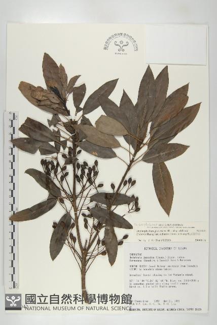 奧氏虎皮楠藏品圖，第1張