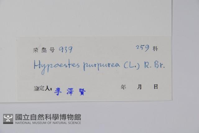 六角英, 槍刀菜藏品圖，第2張