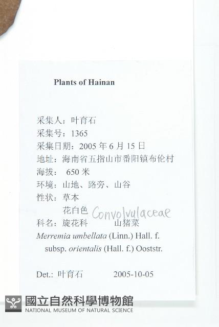 繖花菜欒藤藏品圖，第2張