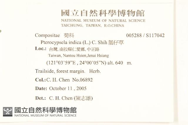 鵝仔草藏品圖，第2張