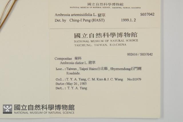 豬草、瘤果菊藏品圖，第2張