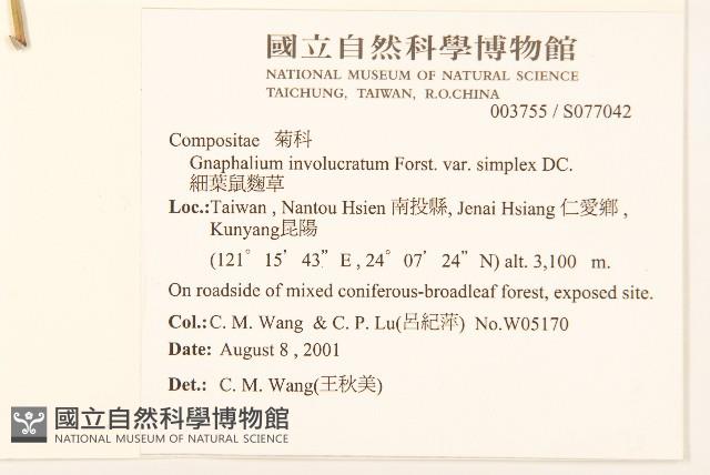 細葉鼠麴草藏品圖，第2張