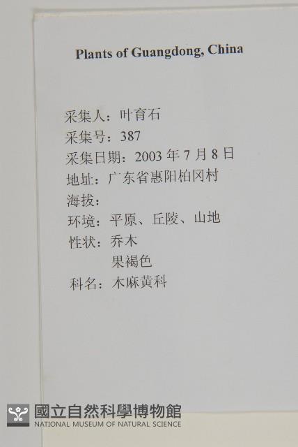 木麻黃藏品圖，第2張