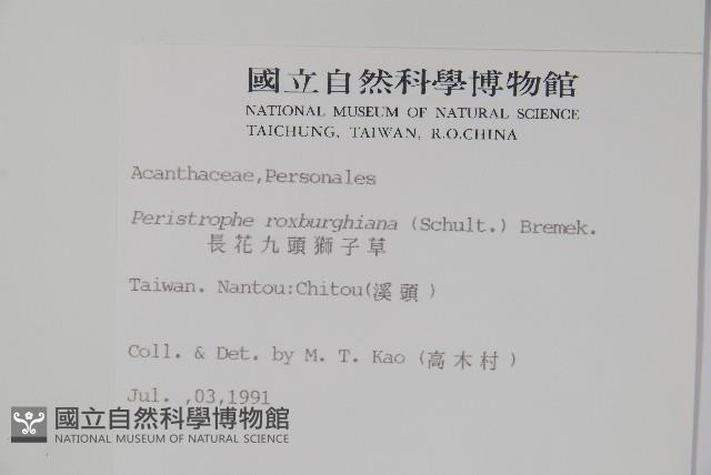 長花九頭獅子草、山藍藏品圖，第2張