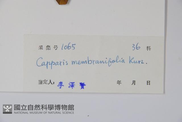 雷公桔藏品圖，第2張