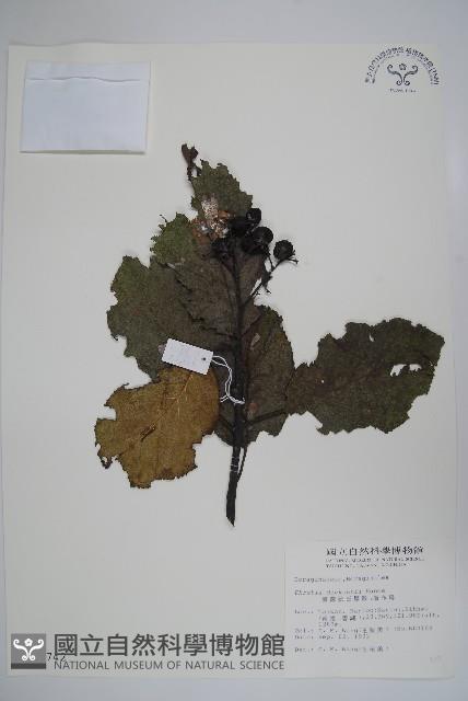 破布烏藏品圖，第1張