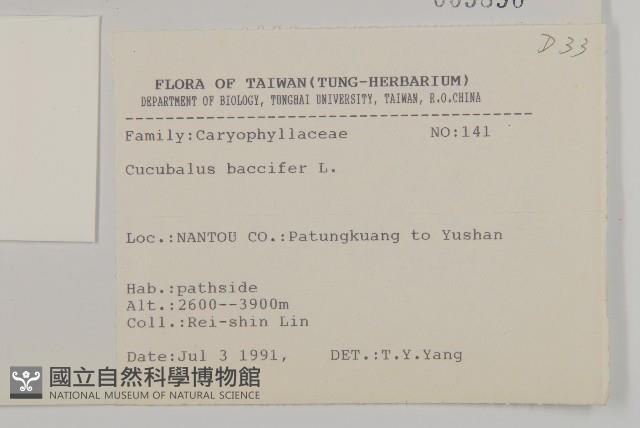 狗筋蔓藏品圖，第2張