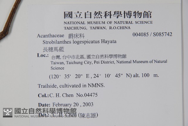 長穗馬藍藏品圖，第2張