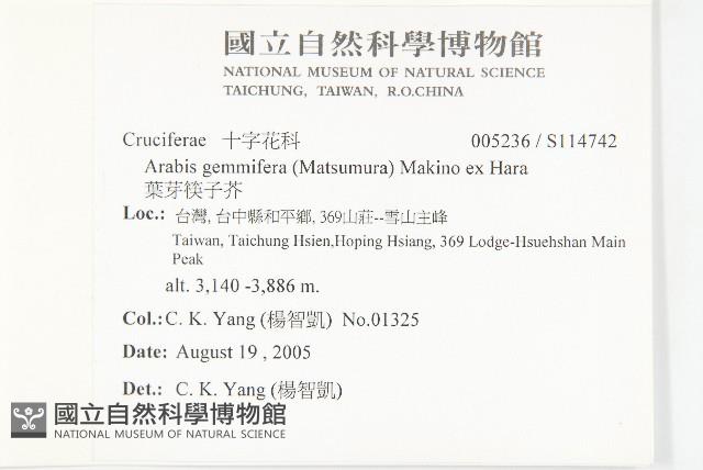 葉芽筷子芥藏品圖，第2張