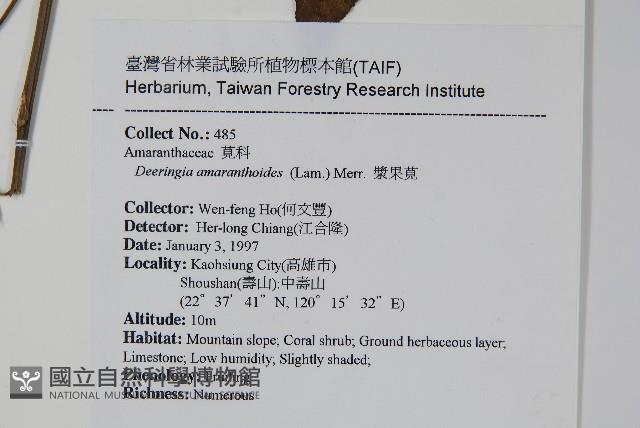 漿果莧、紐藤藏品圖，第2張