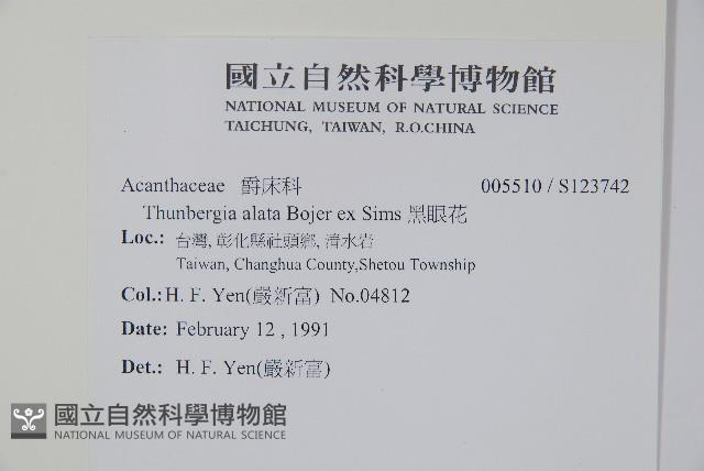 黑眼花藏品圖，第2張