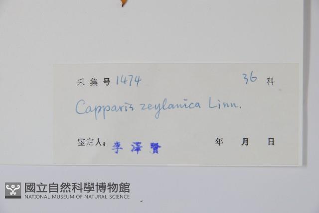 牛眼睛，錫蘭山柑，馬來西亞山柑，槌果藤藏品圖，第2張