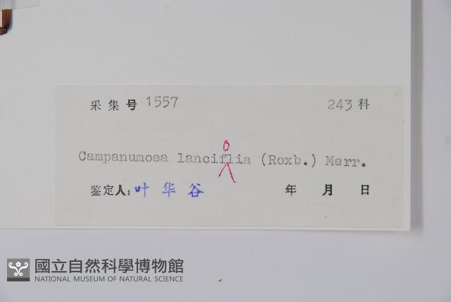 臺灣土黨參藏品圖，第2張