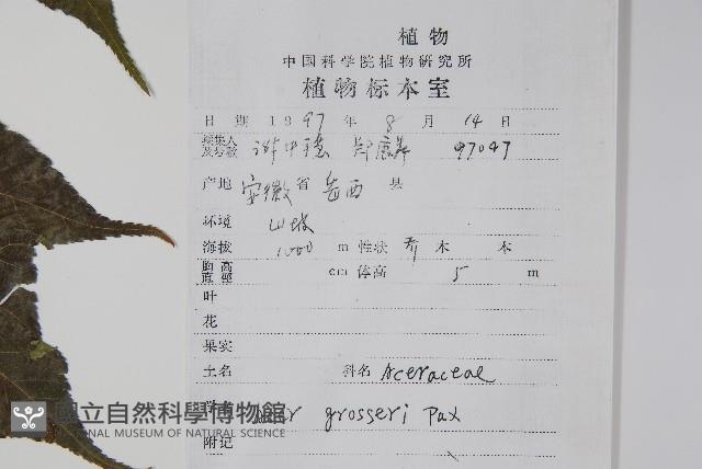 葛蘿槭藏品圖，第2張