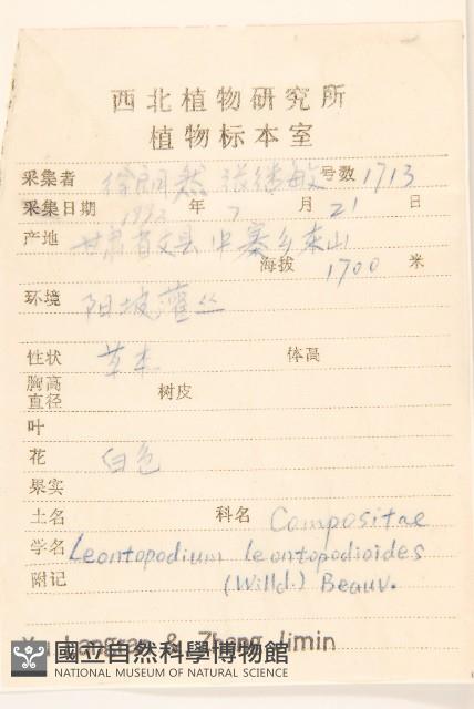 火絨草藏品圖，第2張