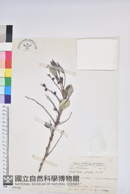 細葉饅頭果藏品圖，第1張