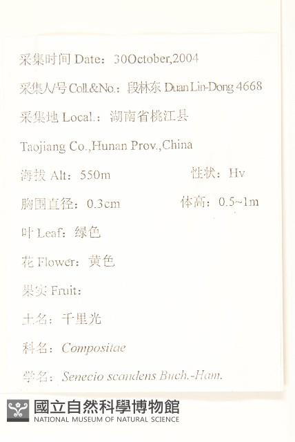 蔓黃菀藏品圖，第2張